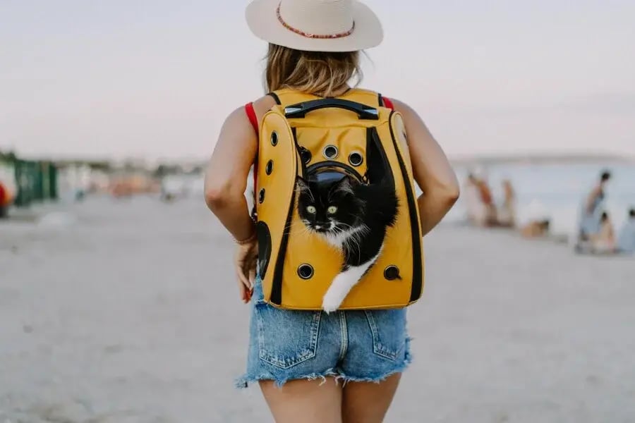 Pensando em viajar com pets? Conheça essas dicas! 