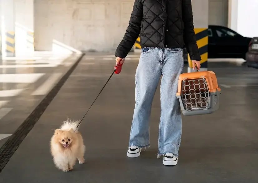 Pets com necessidades especiais: saiba como cuidá-los durante a viagem. 