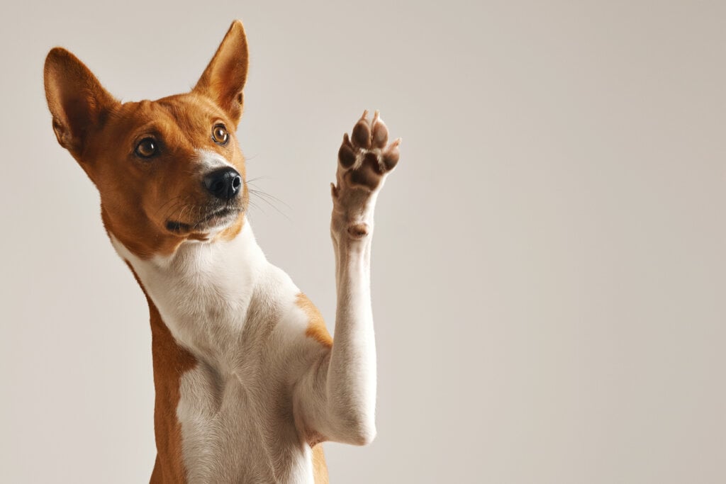 Conheça as vantagens do Saúde Pet da Ciclic. | Foto: Freepik.