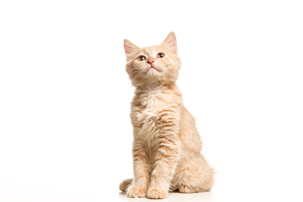 Conheça uma raça apenas de gatos pequenos! | Foto: Freepik.