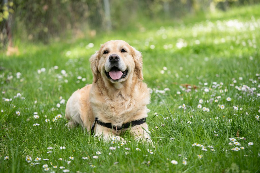Labrador - um dos exemplos de cachorro inteligente. | Foto: Unsplash.