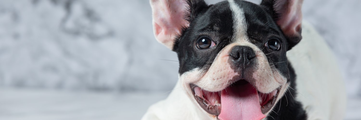 Cuide da saúde bucal de seu pet e garanta que ele tenha um belo sorriso. Saiba mais sobre seguro pet Ciclic. | Foto: Freepik.