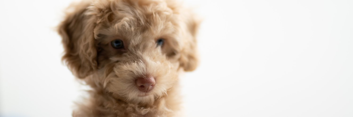 Lamber e morder as patas constantemente podem ser sinais de estresse no seu pet. | Foto: Unsplash.