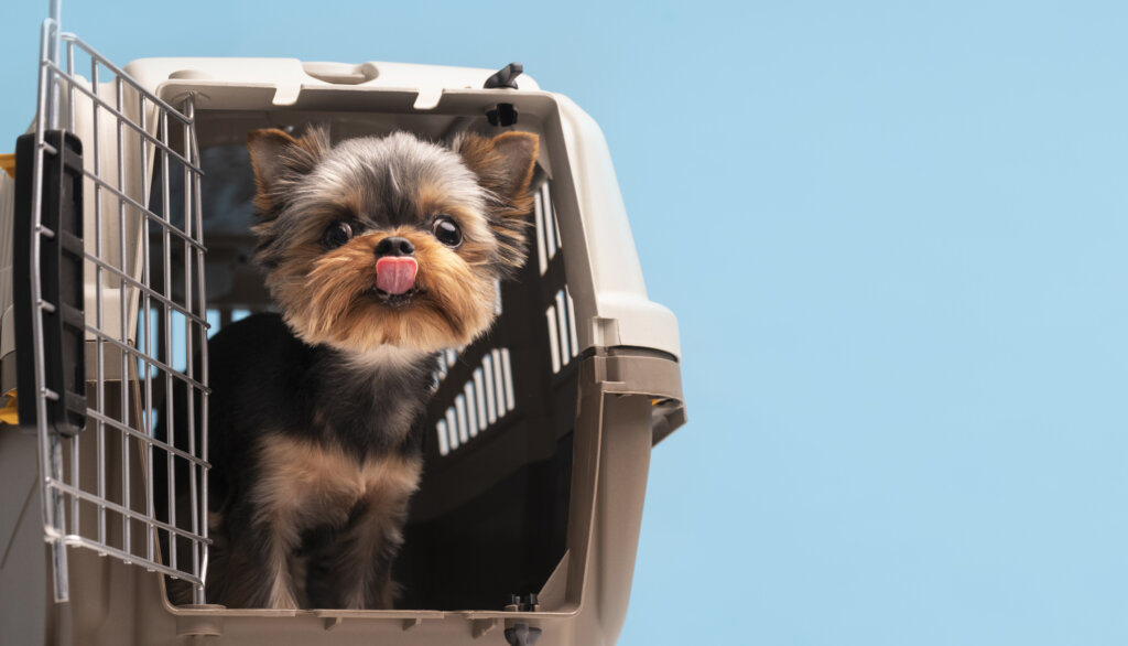 Voar com seu pet pode ser mais seguro do que você imagina. | Foto: Freepik.