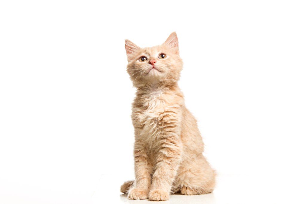Conheça uma raça apenas de gatos pequenos! | Foto: Freepik.