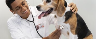 Após a castração, seu melhor amigo merece toda atenção possível com a sua saúde. | Foto: Freepik.