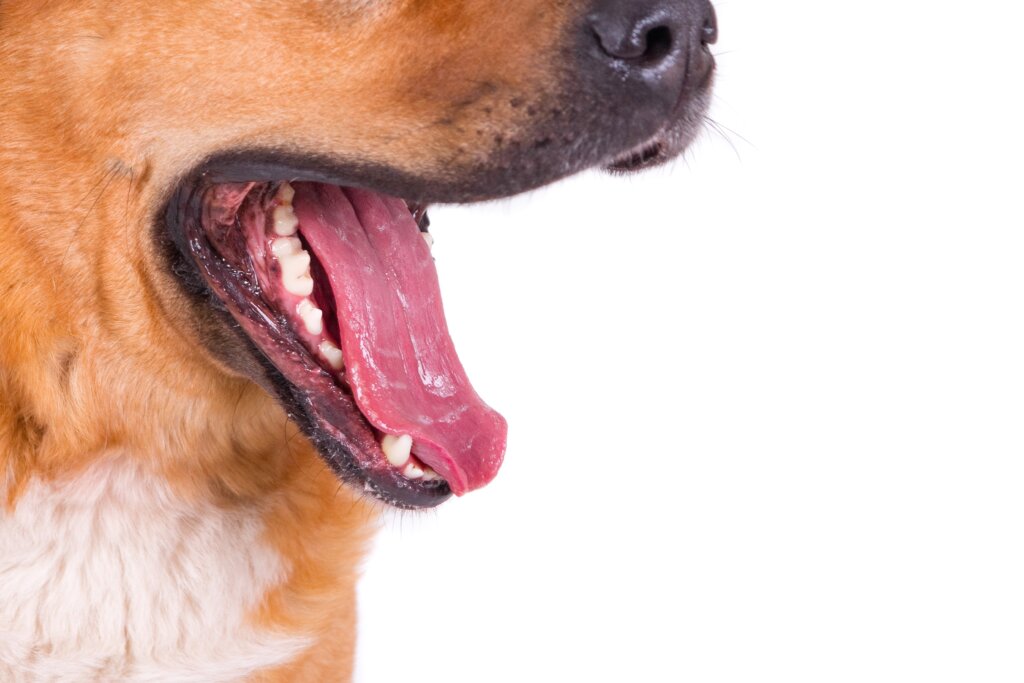 A saúde do seu pet depende muito da escovação dental dele. | Foto: Freepik.