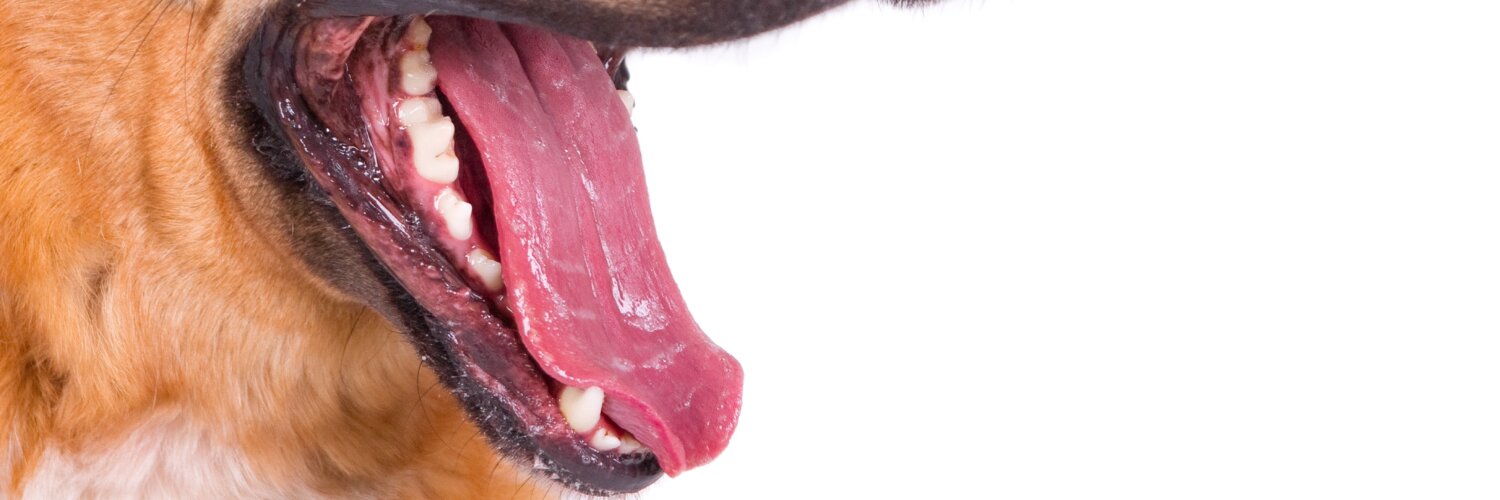 A saúde do seu pet depende muito da escovação dental dele. | Foto: Freepik.