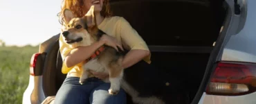 Viagem de carro com pets no verão: tudo o que você precisa saber
